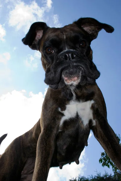 Cadela Purebred Boxer Ângulo Incomum Abaixo Cão Parcialmente Preencher Modo — Fotografia de Stock
