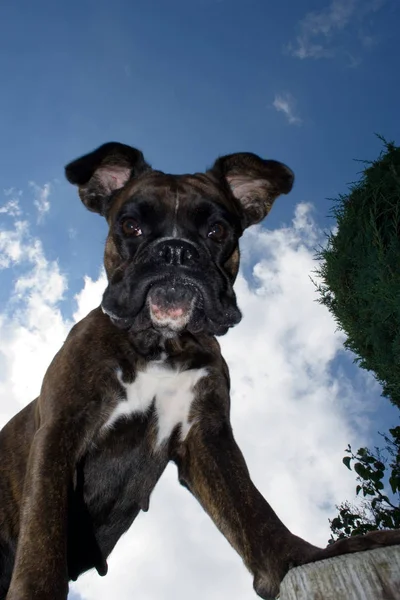 purebred boxer bitch from unusual angle below the dog. partly fill,so that the dog emerges better against the bright sky