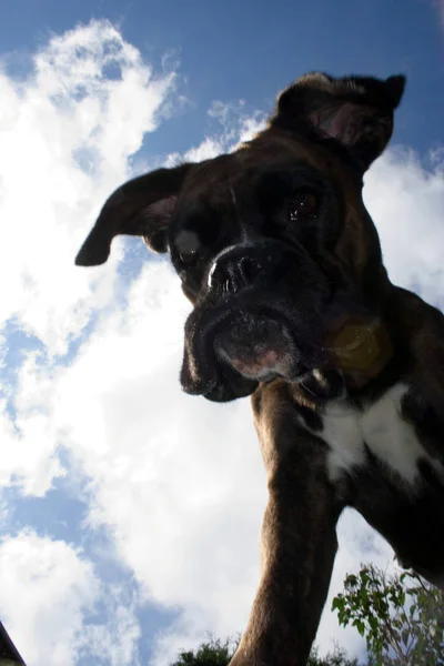 purebred boxer bitch from unusual angle below the dog. partly fill,so that the dog emerges better against the bright sky