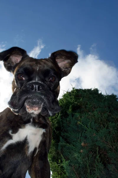 Purebred Boxer Bitch Unusual Angle Dog Partly Fill Dog Emerges — Stock Photo, Image