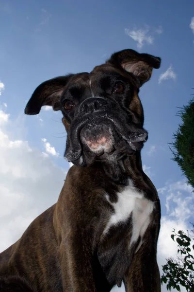 purebred boxer bitch from unusual angle below the dog. partly fill,so that the dog emerges better against the bright sky