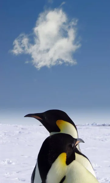 Χαριτωμένοι Πιγκουίνοι Στην Άγρια Φύση — Φωτογραφία Αρχείου