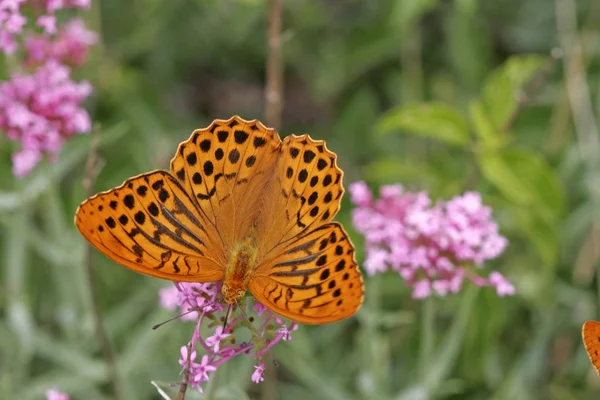 Papillon Orange Dans Flore Nature — Photo