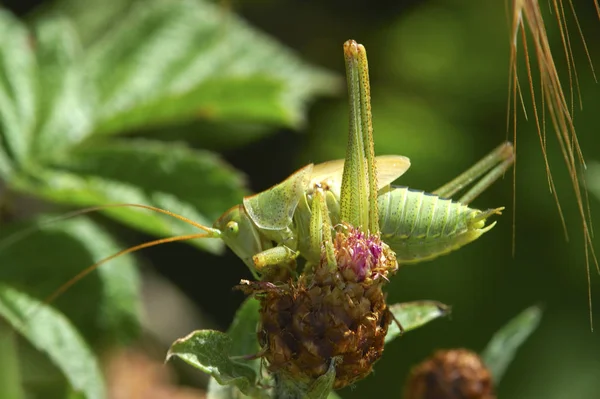 蚱蜢昆虫 无脊椎动物祈祷昆虫 — 图库照片