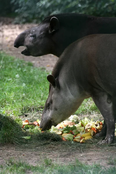 Zbliżenie Zwierząt Zoo — Zdjęcie stockowe