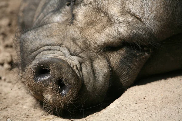 Primer Plano Los Animales Zoológico —  Fotos de Stock