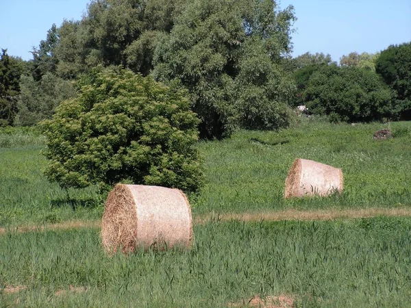 Autumn Harvest Selective Focus — Stock Photo, Image