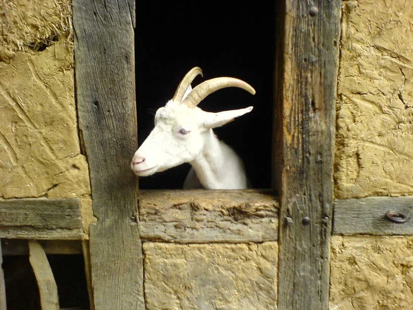 Animais Diferentes Foco Seletivo — Fotografia de Stock