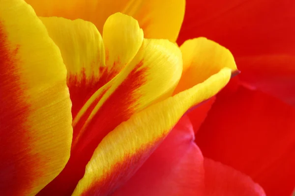 Flor Primavera Tulipanes Flores —  Fotos de Stock