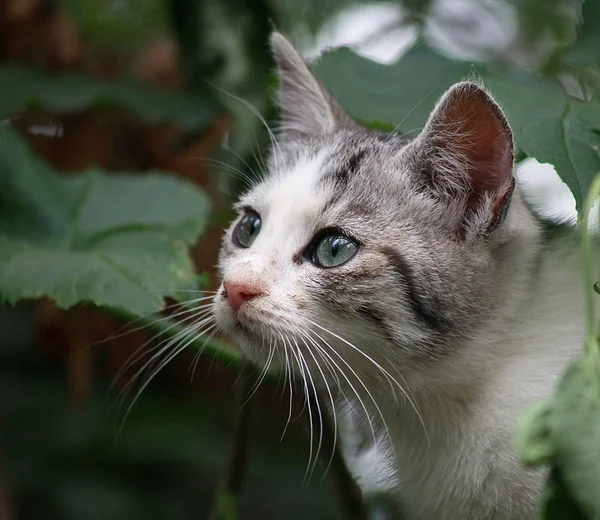 Porträtt Söt Katt — Stockfoto