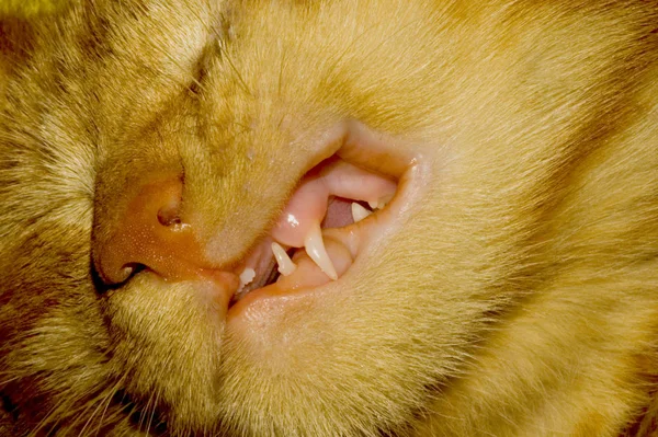 Μικρή Γατούλα Δείχνει Δόντια Ροχαλίζουν Αλλά Δεν Έχουν — Φωτογραφία Αρχείου