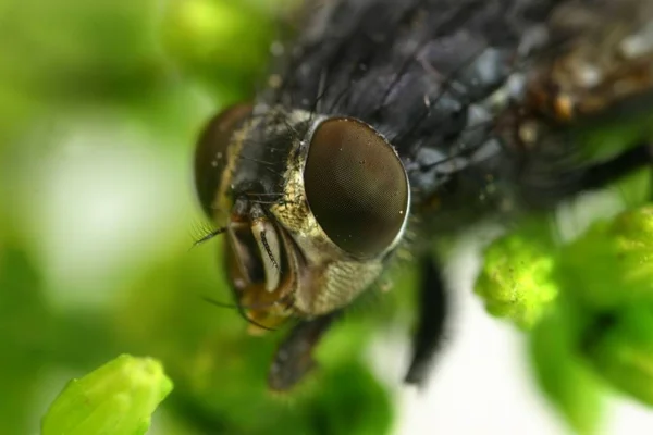 德国名字 家蝇常用的学名 Musca Domestica家蝇也被称为Hausflige或Big Housefly 你可以通过与脚的接触传播许多病原体 — 图库照片