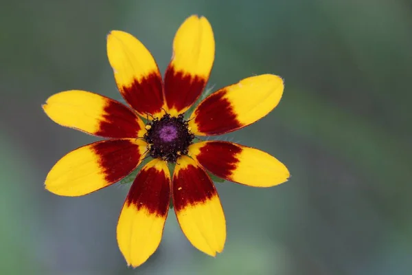 Bellissimi Fiori Sfondo Concetto Floreale — Foto Stock