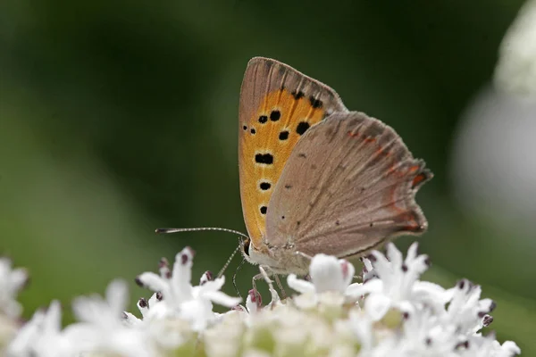 Lycaena Phlaeas Small Copper — стоковое фото