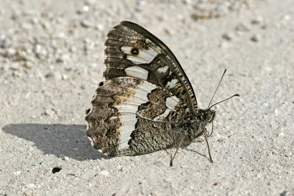 Aulocera Circe Szary Biały Brintesia Circe — Zdjęcie stockowe