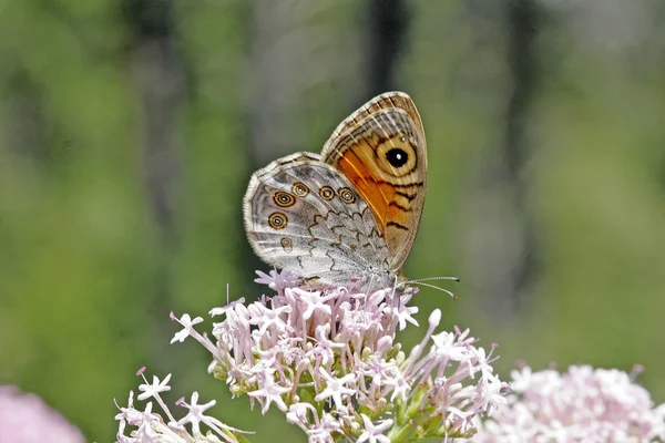 Красивий Метелик Квітці Саду Весняному Парку — стокове фото