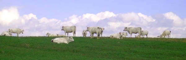 Een Weiland Een Open Habitat Veld Begroeid Met Gras Kruiden — Stockfoto