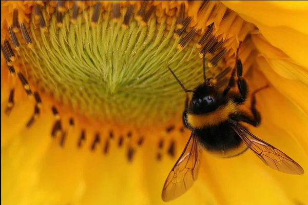 Zonnebloem Close Uitzicht — Stockfoto