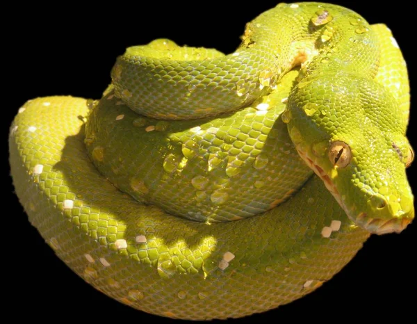 Kígyó Vadállat Ragadozó — Stock Fotó