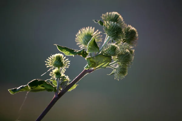 Wilde Veldbloem Flora Natuur — Stockfoto