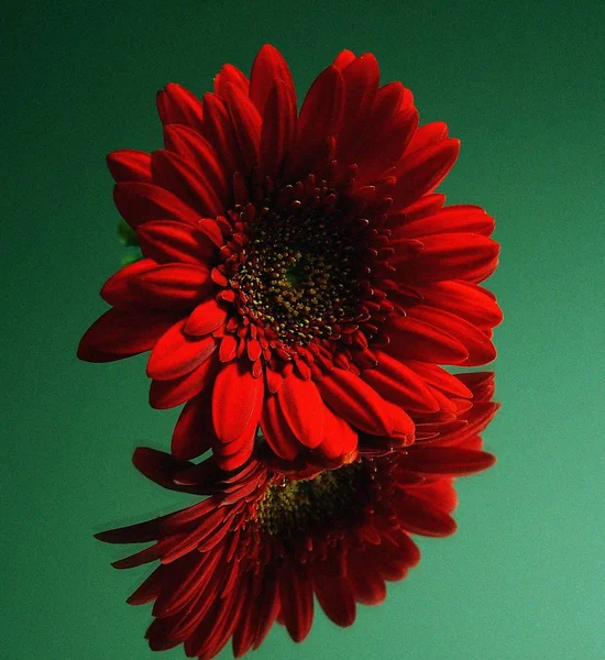 Egy Gyönyörű Vörös Gerbera Virág — Stock Fotó