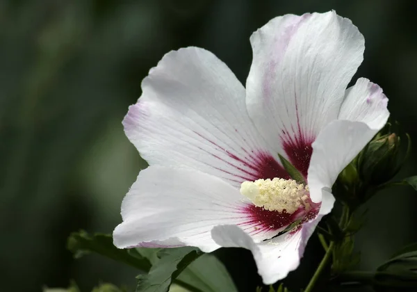 Cênica Bela Flor Hibisco Colorido — Fotografia de Stock