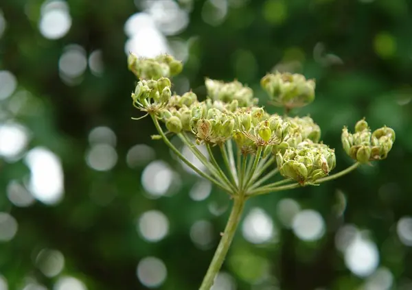 Piękny Strzał Botaniczny Cyfrowa Tapeta — Zdjęcie stockowe