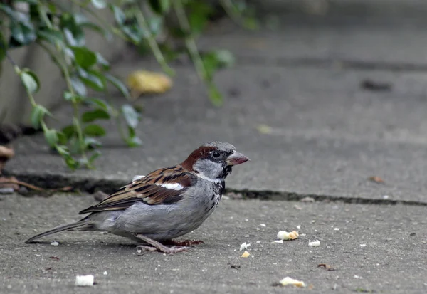 Scenic View Cute Sparrow Bird — Stock Photo, Image