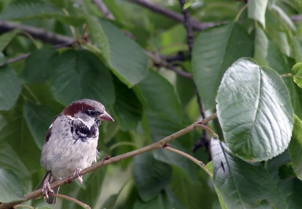 Schilderachtig Uitzicht Van Schattige Mus Vogel — Stockfoto