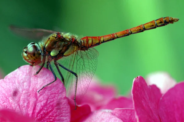 Vue Macro Rapprochée Insecte Libellule — Photo