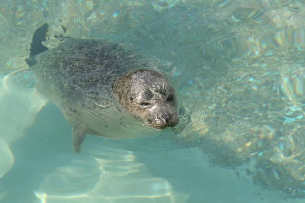 Seal Marine Animal Marine — Stock Photo, Image