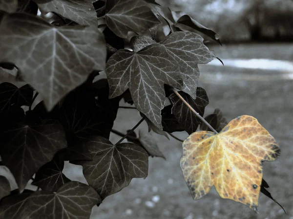Листя Плюща Скелелазіння Рослина Листя Флори — стокове фото