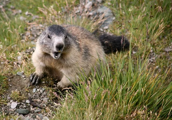 Marmot Groundhog Animal Rodent — Stock Photo, Image