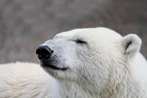 Predatore Dell Orso Polare Bianco Artico — Foto Stock