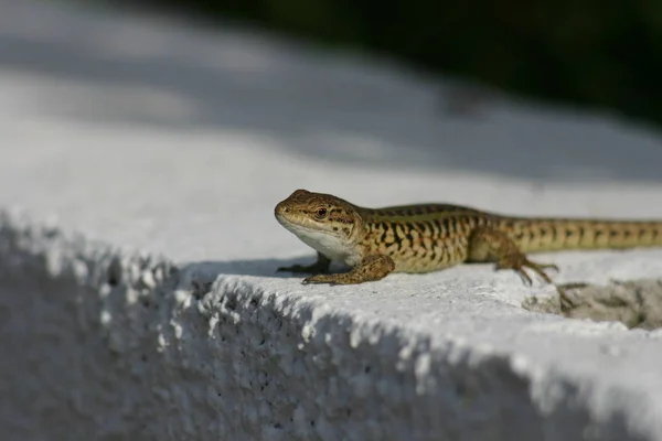 Zblízka Ještěrka Biotopu Koncept Divokosti — Stock fotografie