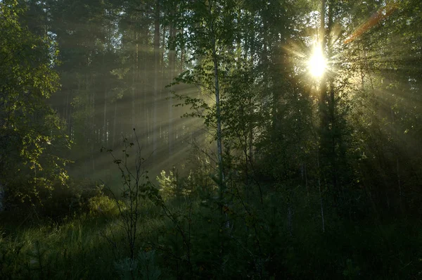 Raggi Del Sole Che Irrompono Nella Foresta Mattino — Foto Stock