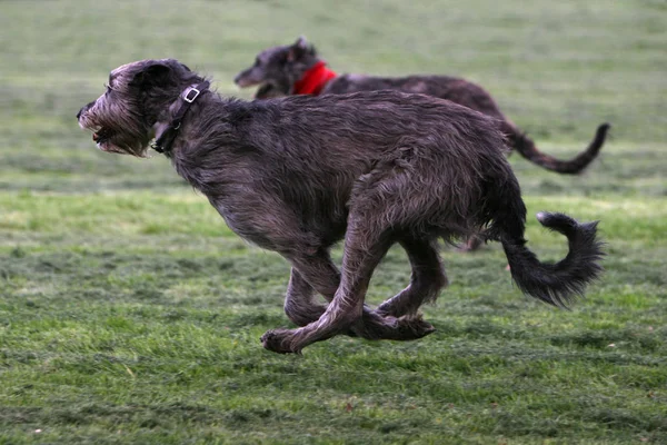 Irish Wolfhound Carrera —  Fotos de Stock