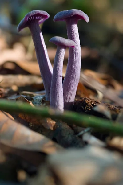 キノコの成長や真菌植物 — ストック写真