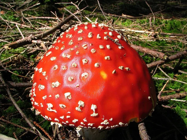 Vue Rapprochée Mouche Agarique Dans Forêt — Photo