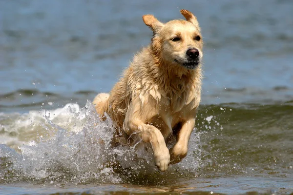 Tatlı Köpeklerin Açık Hava Çekimi — Stok fotoğraf