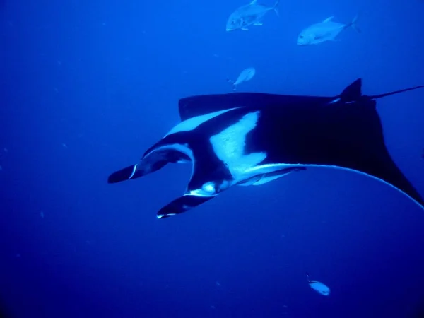 Manta Ray Peixe Debaixo Água Águas Profundas — Fotografia de Stock