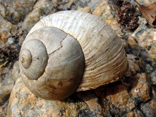 Alguna Manera Esto Parece Una Viña Sino Más Bien Una — Foto de Stock