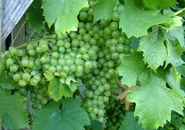 Wijnbouw Druivenstokken — Stockfoto