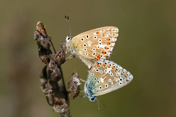 Les Lycénidés Lycaenidae Sont Une Famille Papillons Diurnes — Photo