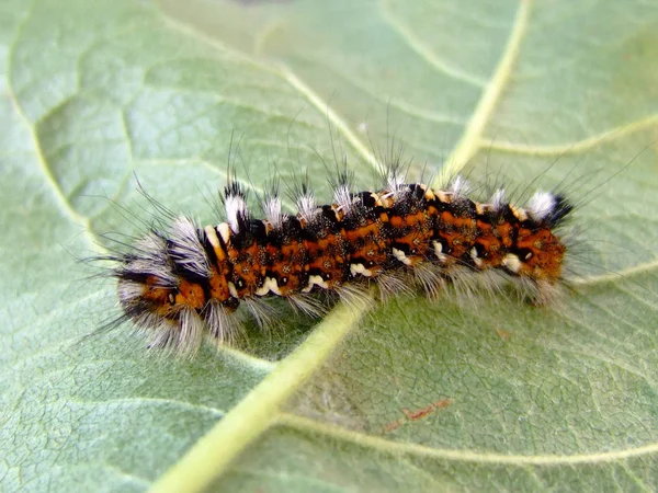 Rupsenworm Natuurinsect — Stockfoto