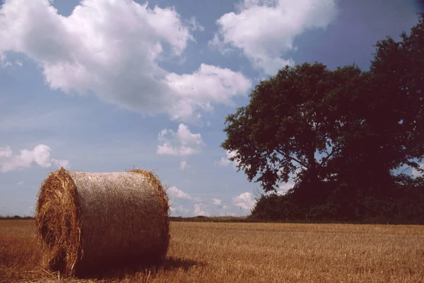 Dorpsveldoogst Landbouw — Stockfoto