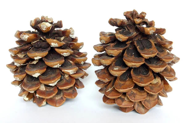 Pine Cone Tree Cones Flora — Stock Photo, Image