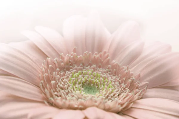 Gerbera Blütenblätter Blühend — Stockfoto