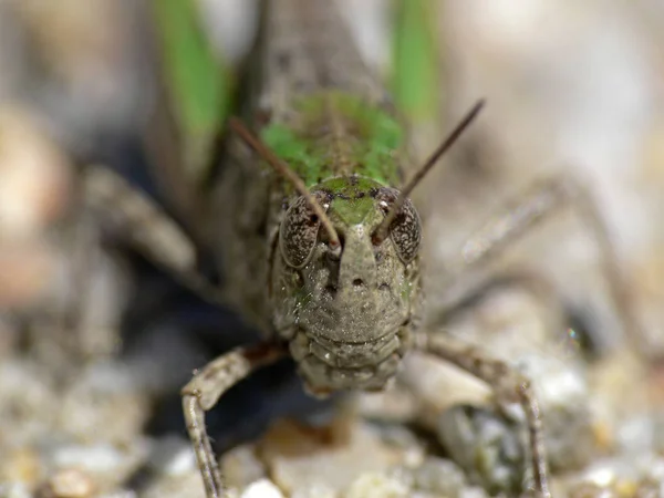 Oedalus Decorus Cricket Cruzado — Foto de Stock