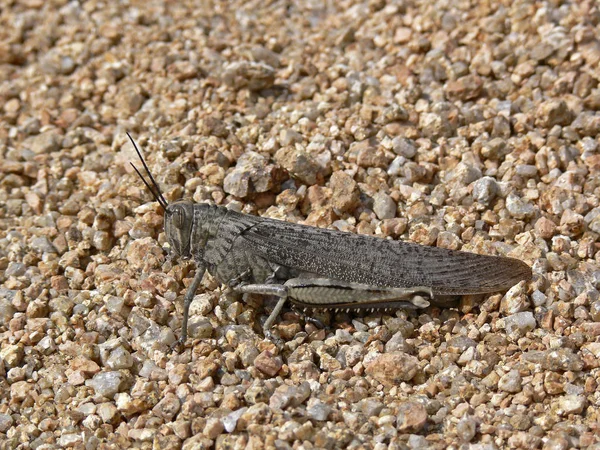 Anacridium Aegypticum Egyptian Walking Locust — стоковое фото
